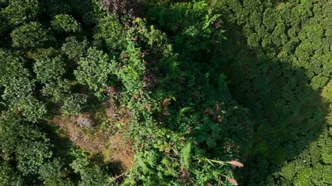 Aerial view of tea garden of tea estates in darjeeling, india.drone video of Stock Footage 168698362