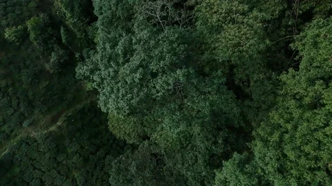 Aerial view of tea garden of tea estates in darjeeling, india.drone video of Video stock 168698489