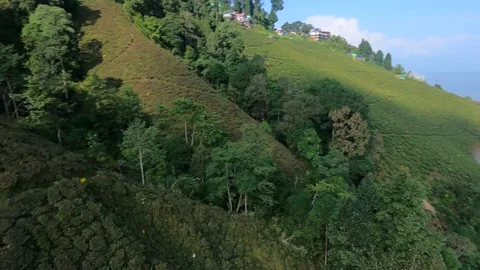 Aerial view of tea garden of tea estates in darjeeling, india.drone video of Stock Footage 168698705