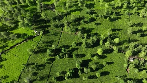 Aerial View of Tea Gardens on Mount Sindoro, Indonesia. Stock Footage 245634366