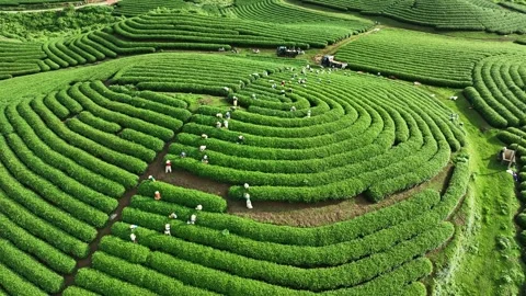 Aerial View of Tea Harvesting in the Lush Moc Chau Tea Hills, Son La, Vietnam Vídeos de archivo 342823948