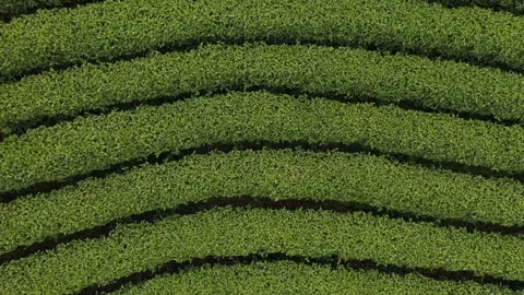 Aerial view of the tea hill Stock Footage 308977223