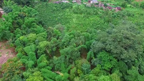 Aerial view of tea mountain with cloudy and green trees Stock Footage 75249936