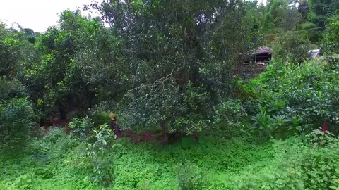 Aerial view of tea mountain with cloudy and green trees Vídeo Stock 75250198