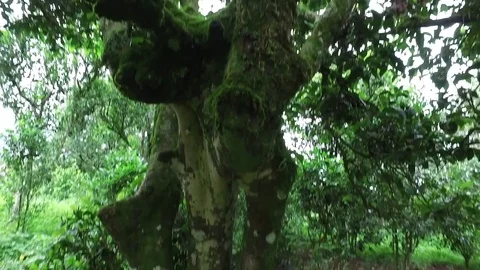 Aerial view of tea mountain with cloudy and green trees Vídeo Stock 75250320