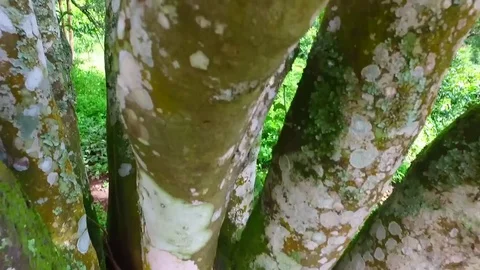 Aerial view of tea mountain with cloudy and green trees Stock Footage 75250499