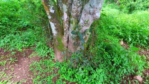 	aerial view of tea mountain with cloudy and green trees Stock Footage 75251281