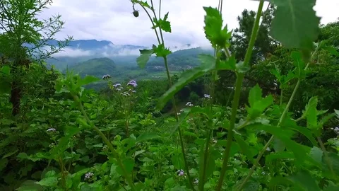 Aerial view of tea mountain with cloudy and green trees Stock Footage 75845972