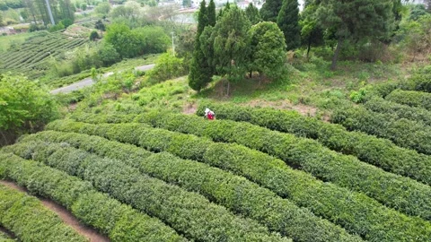 Aerial view of a tea picker working on terraced tea plantation hills Stock Footage 347061135