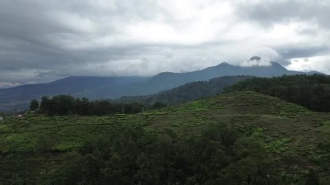Aerial View of Tea Plantation and Mist Over Mountains Stock Footage 343858932