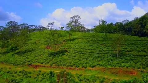 Aerial View of Tea plantation camera moving backward Stock-Footage 107913660