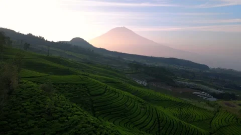 Aerial view of tea plantation. Drone camera moving backward over tea Stock Footage 243722432