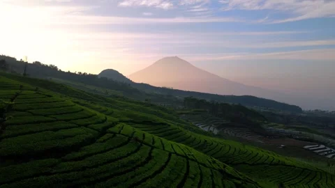 Aerial view of tea plantation. Drone camera moving forward over tea Stock Footage 243722447