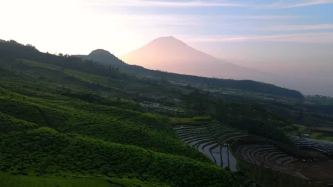 Aerial view of tea plantation on the mountain slope with sunrise sky and Stock Footage 243722440