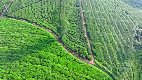 Aerial View of Tea Plantation Pattern in Tropical Highlands Stock Footage 337834521