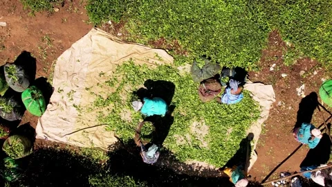 Aerial view of tea plantation rows with woman worker collecting tea, Munnar Stock Footage 277567943