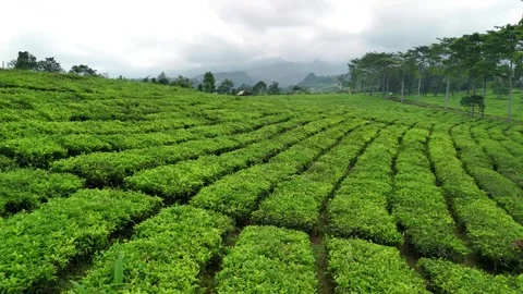 Aerial view of tea plantation rows in West Java, Indonesia. Vídeos de archivo 338164428