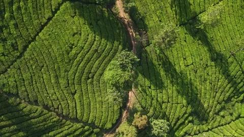 Aerial view of tea plantation rows in Sukabumi, Indonesia. Stock Footage 345600231