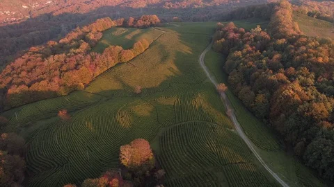 Aerial view tea plantations during sunset. Long shadows Stock Footage 101834405