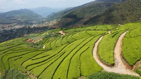 Aerial view of tea plantations, fields, hills and meadows. Sri Lanka Island Stock Footage 104301432