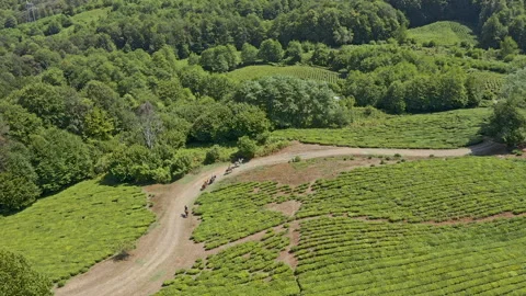 Aerial view of tea plantations Video stock 137902913