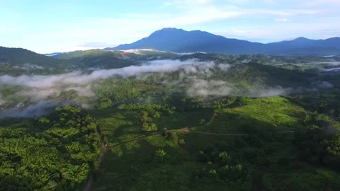 Aerial view of tea plantations Stock Footage 168996330