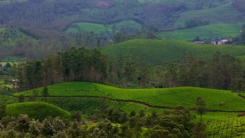 Aerial View of the Tea Plantations of Munnar Surrounded by Rolling Green Hills Видео 341311695