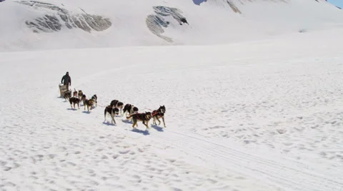 Aerial view team of Alaskan Husky dogsledding, USA Stock Footage
