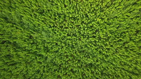 Aerial view of a technical hemp field Stockbeeldmateriaal 233820579