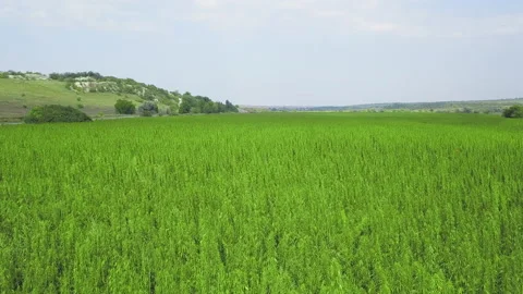 Aerial view of a technical hemp field Stock Footage 233824782