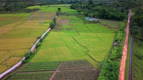 Aerial view of telecom tower antenna in green agricultural rice fields Video stock 335002766