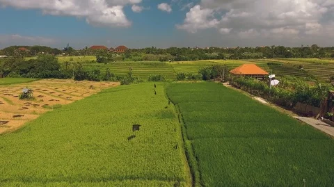 Aerial view of terraced rice fields Video stock 87347459