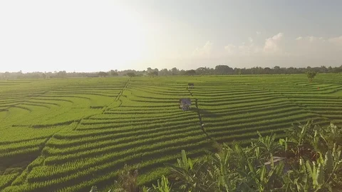 Aerial view of terraced rice fields in Bali Stock Footage 87447354