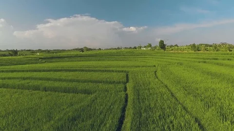 Aerial view of terraced rice fields in Bali Stock Footage 87447424