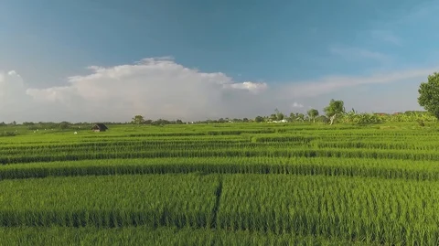 Aerial view of terraced rice fields in Bali Video stock 87447468