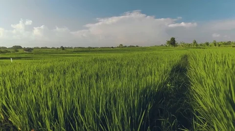 Aerial view of terraced rice fields in Bali Stock Footage 87447524