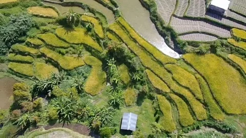 Aerial view of terraced rice fields in a valley in west sumatra, Indonesia 스톡 동영상 207851632
