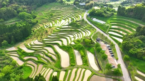 Aerial view of terraced rice fields in Japan, Asian green paddy rice fields Stock Footage 240159862