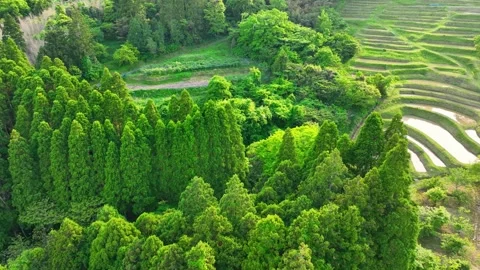 Aerial view of terraced rice fields in Japan at sunset, traditional rice Stock Footage 240455286
