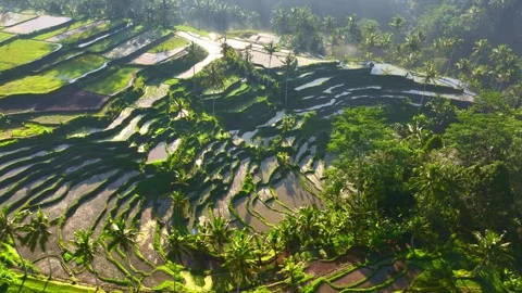 Aerial view of terraced rice fields in Bali, Indonesia, tropical Indonesian Stock-Footage 251801067