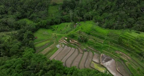 Aerial view of terraced rice fields in a green forest, blending agriculture Stockbeeldmateriaal 276394760
