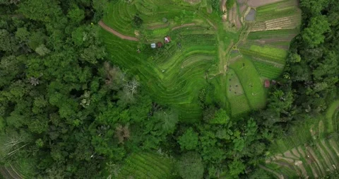 Aerial view of terraced rice fields in a green forest, blending agriculture Stock Footage 276451260
