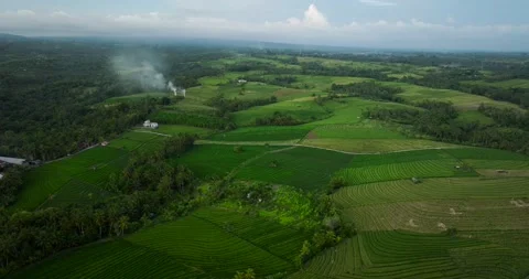 Aerial view of terraced rice fields in a green forest, blending agriculture Stock Footage 276451355