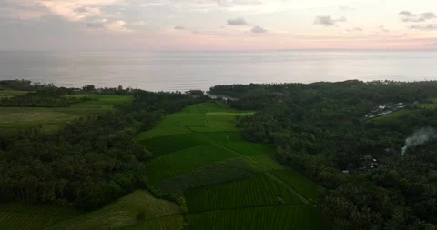 Aerial view of terraced rice fields in a green forest, blending agriculture Stock Footage 276479334