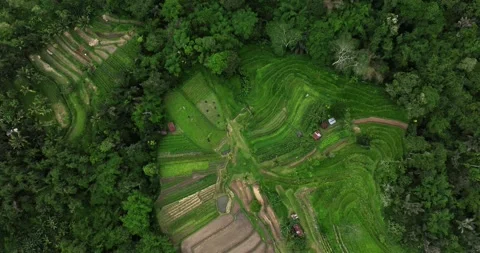 Aerial view of terraced rice fields in a green forest, blending agriculture Stock Footage 276598287