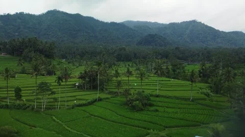 Aerial view of Terraced rice fields in tropical mountain landscape Stock Footage 277550858