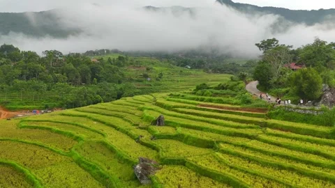 Aerial view of terraced rice fields and mountains in Pu Luong, Thanh Hoa 4K Stock Footage 313665625
