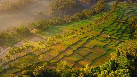 Aerial View of Terraced Rice Fields at Misty Sunrise Stock Footage 339159484