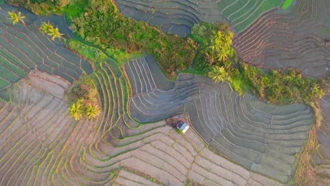 Aerial view of terraced rice fields in Bajawa, Indonesia. Stock Footage 340296974