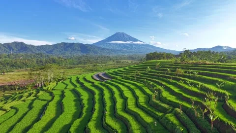 Aerial view of terraced rice fields with volcano mountain backdrop, Indonesia. Stock Footage 340858616